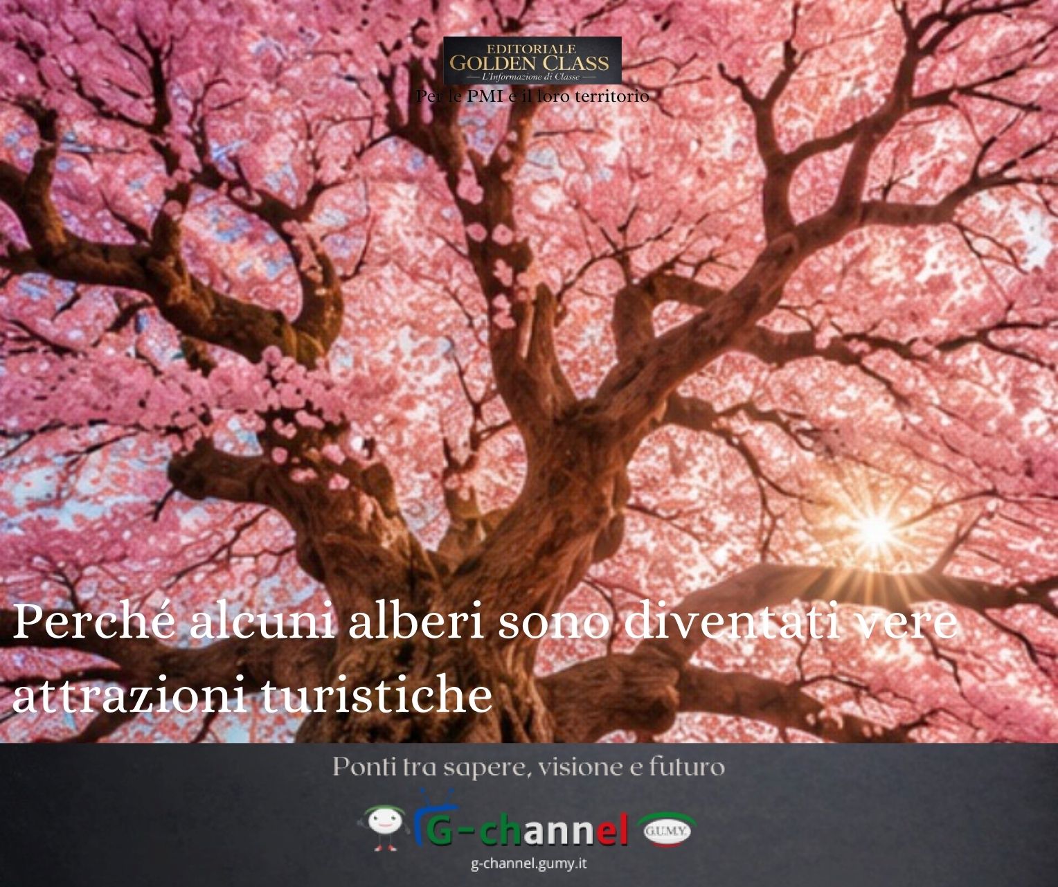 Perché alcuni alberi sono diventati vere attrazioni turistiche